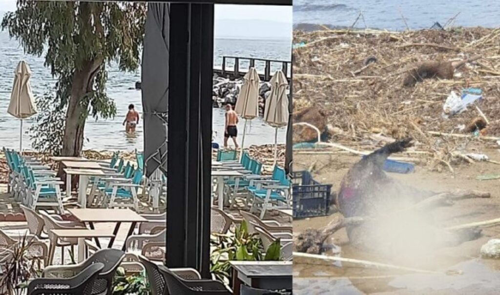 Αδιανόητο! Κάνουν μπάνιο στις Αλυκές δίπλα σε νεκρά ζώα (φωτό)