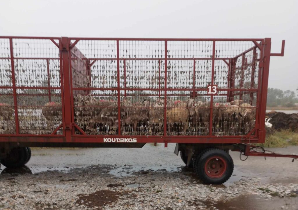 Μεγάλα Καλύβια: Κτηνοτρόφος φόρτωσε τα ζώα της σε καρότσα για να τα σώσει!