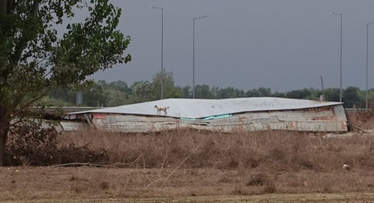 Φαρκαδόνα: 120 νεκρά ζώα σε κατεστραμμένο στάβλο δίπλα σε σπίτια