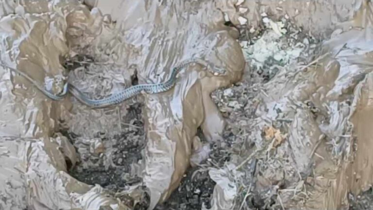 Μάχη με τα φίδια μέσα στα πλημμυρισμένα σπίτια