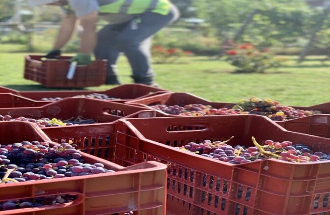Αμπέλι: Πώς θα υποβάλετε δηλώσεις συγκομιδής σταφυλιών