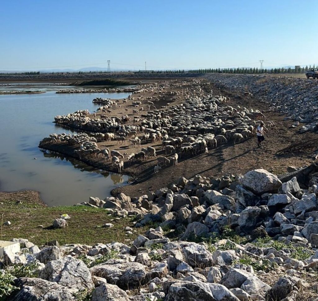 Χιλιάδες ζώα άστεγα στην περιοχή του Τυρνάβου (φωτο)