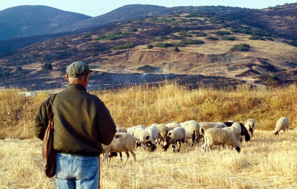 Ελεύθεροι οι Λαρισαίοι κτηνοτρόφοι που κατηγορήθηκαν για ομηρία βοσκού
