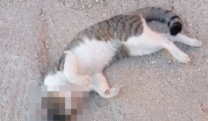 Καλαμπάκα: Αναστάτωση από διάσπαρτα νεκρά ζώα από «φόλες»