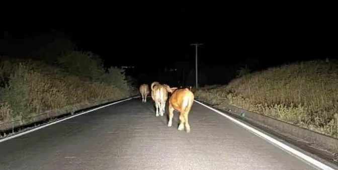Παραλίγο τροχαίο στα ορεινά των Τρικάλων από …αγελάδα στη μέση του δρόμου!
