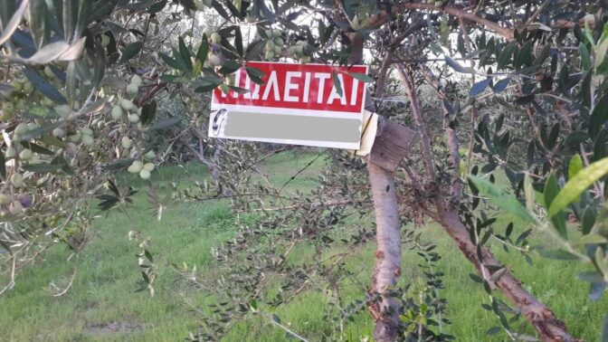 Αυξήσεις «φωτιά» στις τιμές των χωραφιών με ελιές στα Τρίκαλα