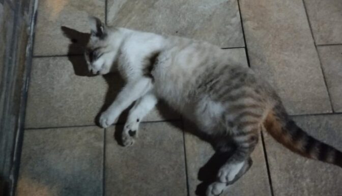 Καλαμπάκα: Ασυνείδητοι έριξαν ξανά φόλες