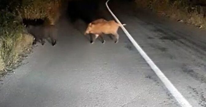 Αγριογούρουνο πετάχτηκε μπροστά από ασθενοφόρο που μετέφερε ασθενή