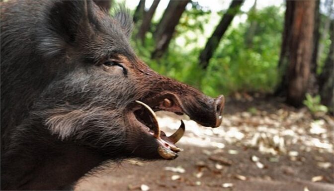 Αγριογούρουνα έφαγαν ...κολώνα της ΔΕΗ (φωτό)