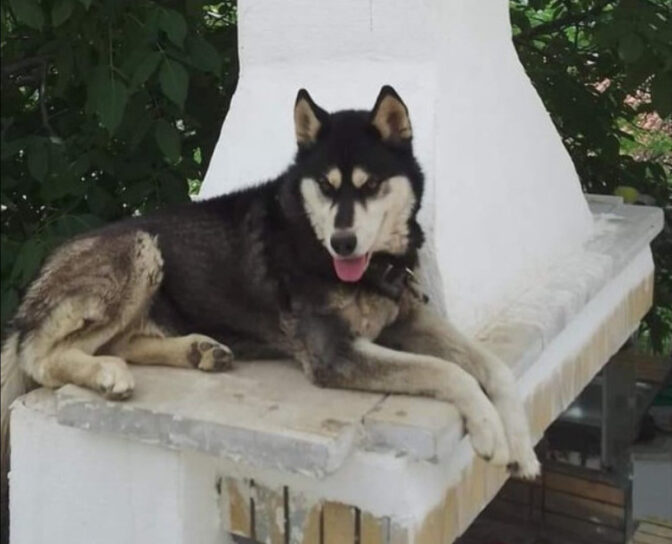 «Κακοποιήθηκε από ανθρώπινο παράγοντα» - Κάθετη για βασανισμό του χάσκι στην Αράχωβα η κτηνίατρος