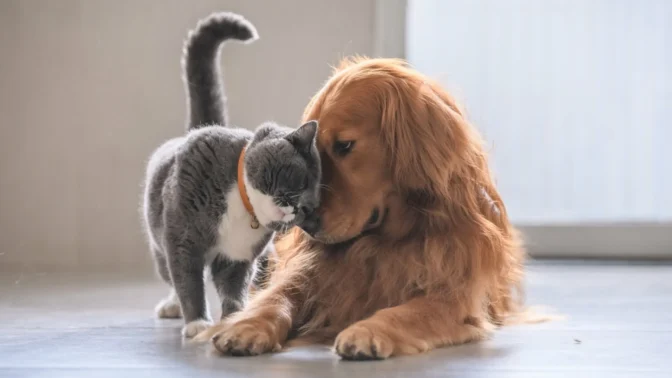 pet.gov.gr: Σε λειτουργία η πλατφόρμα για τα ζώα συντροφιάς