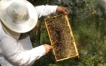 «Σε απελπισία οι μελισσοκόμοι, από την αδιαφορία της Κυβέρνησης»