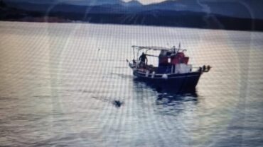 Αγριογούρουνο βούτηξε στη θάλασσα για να ξεφύγει….από λύκους (Βίντεο)