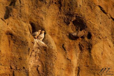 Επέστρεψε ο Ασπροπάρης των Μετεώρων