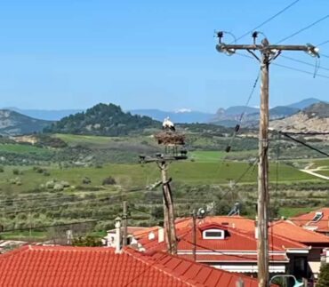 Κατέφθασαν οι πρώτοι πελαργοί στα Τρίκαλα!