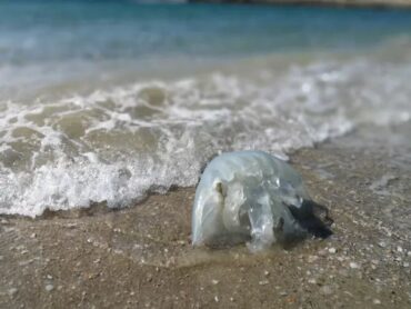 Συναγερμός για «νομαδικές» μέδουσες που φτάνουν μέχρι το 1 μέτρο (Video)
