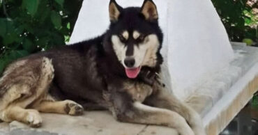 Αράχωβα-Εξελίξεις: Ποινική δίωξη σε ένα άτομο για τον θάνατο του Όλιβερ