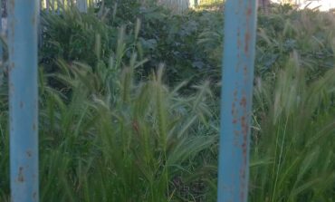 6ο Νηπιαγωγείο Τρικάλων ή αλλιώς… το «σχολείο της ζούγκλας» (ΦΩΤΟ)
