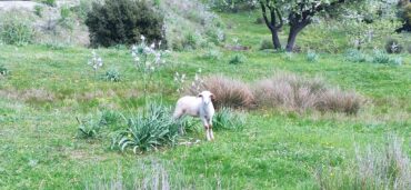 Ξεκίνησε η «μάχη» στο χρηματιστήριο του αρνιού στα Τρίκαλα