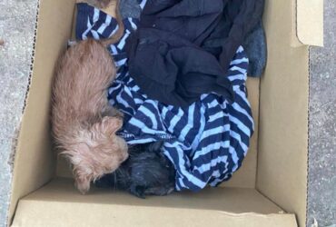 Κτηνωδία στο Κεφαλόβρυσο - Πέταξαν 7 γατάκια στα σκουπίδια! (ΦΩΤΟ+VIDEO)