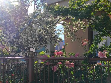 Στολίστηκαν οι Τρικαλινές αυλές (ΦΩΤΟ)