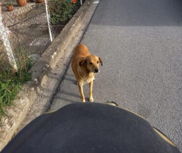 Τρίκαλα: Μια ομάδα για τους αδέσποτους φίλους μας (ΦΩΤΟ+VIDEO)