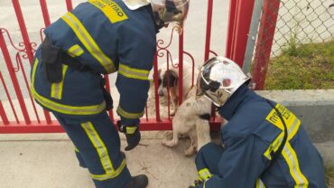 Τρίκαλα: Ένας αδέξιος σκυλάκος αναστάτωσε την Πυροσβεστική Υπηρεσία
