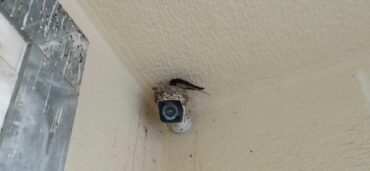 Χελιδόνια έχτισαν φωλιά σε κάμερα ασφαλείας έξω από ΑΤΜ στα Τρίκαλα (ΦΩΤΟ)