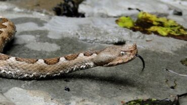 Τα πρώτα τσιμπήματα από φίδια στην περιοχή φέρνουν ανησυχία