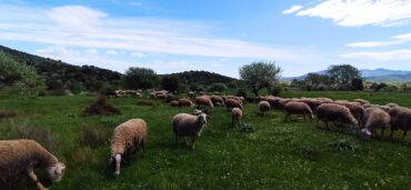 Στη Μύκανη η ημερίδα για την κτηνοτροφία στην περιοχή μας