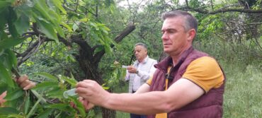 Εξαπολύθηκε παράσιτο σε Καλαμπάκα και Πύλη που προστατεύει τις καστανιές