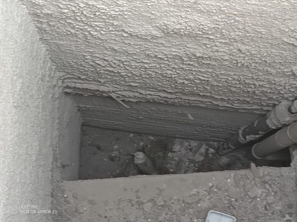 Γλάρος εγκλωβίστηκε σε φωταγωγό - Τον έσωσε η Λέσχη Ειδικών Δυνάμεων (ΦΩΤΟ+VIDEO)