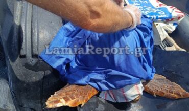 Γέφυρα ζωής για να σωθεί τραυματισμένη θαλάσσια χελώνα (ΦΩΤΟ)
