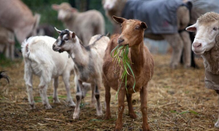 Απογραφή αιγοπροβάτων 2025: Ξεκίνησε η διαδικασία στη Θεσσαλία