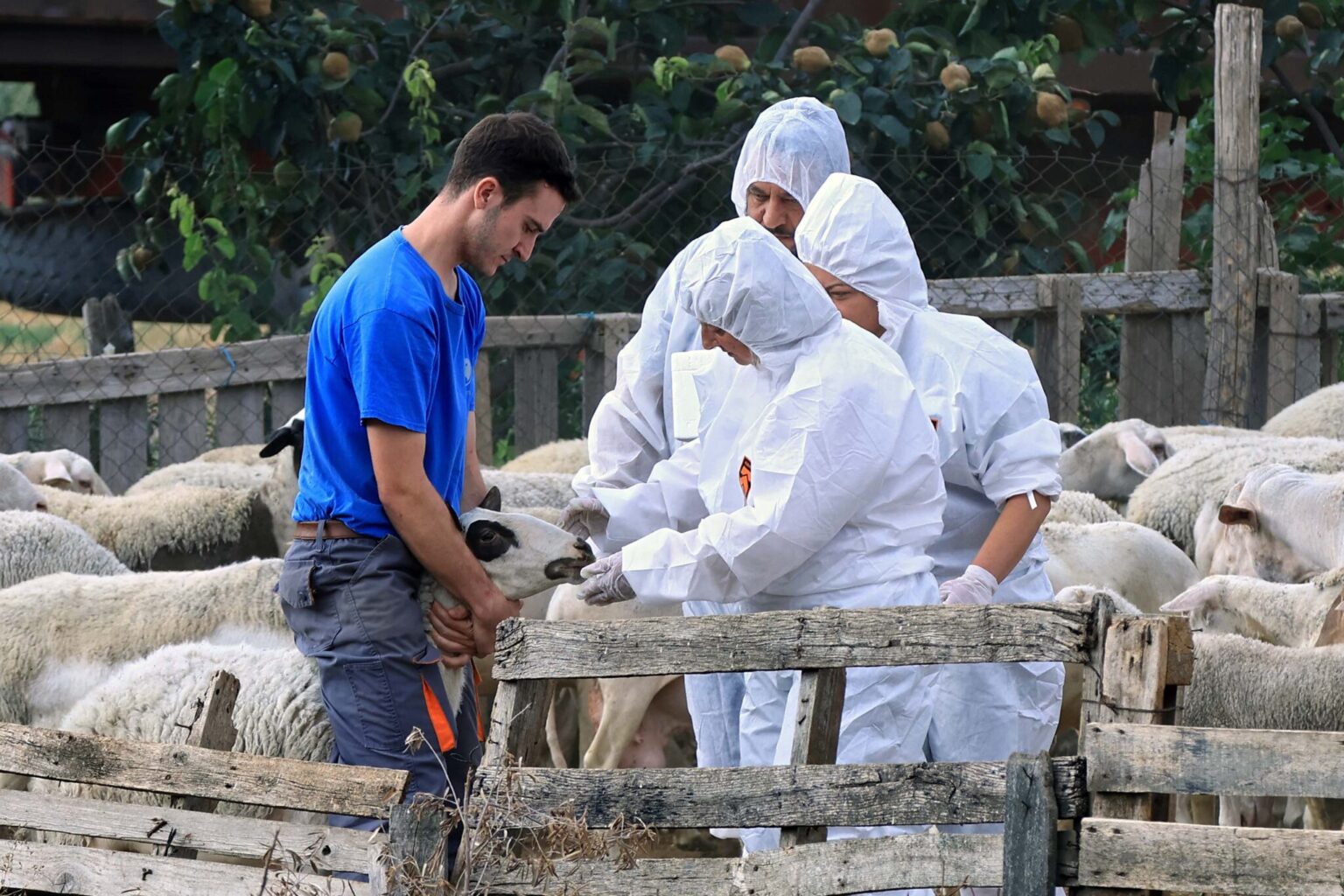 Νέα Ομάδα Εργασίας του ΥΠΑΑΤ στη μάχη για την ευλογιά των αιγοπροβάτων