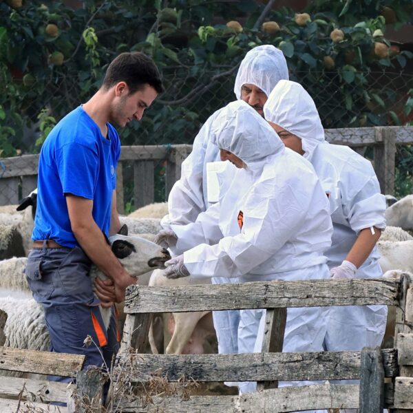 Ευλογιά αιγοπροβάτων: Ενεργοποιούνται ιδιώτες κτηνίατροι