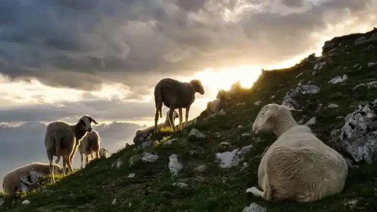Πρόβατα σε αγροτική περιοχή της Φαρκαδόνας