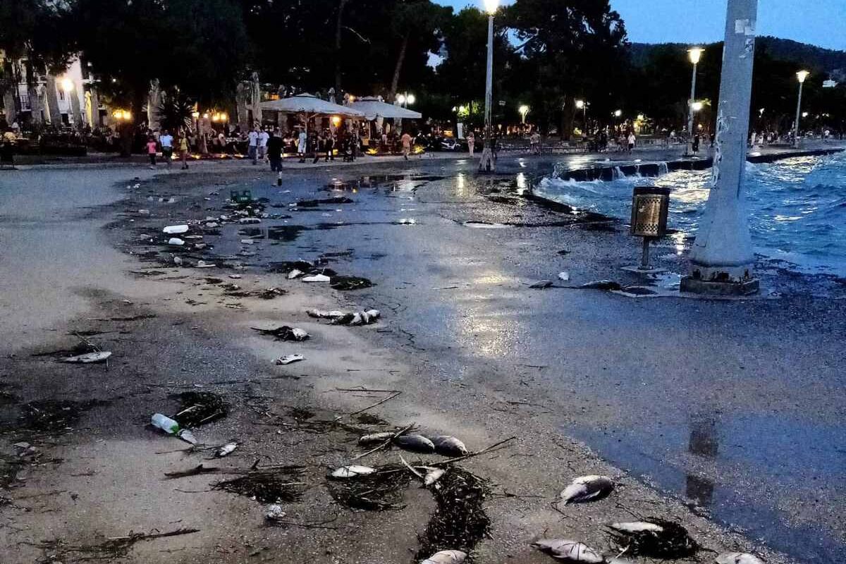 Νεκρά ψάρια στο λιμάνι του Βόλου: Ένα ανησυχητικό φαινόμενο επανεμφανίζεται