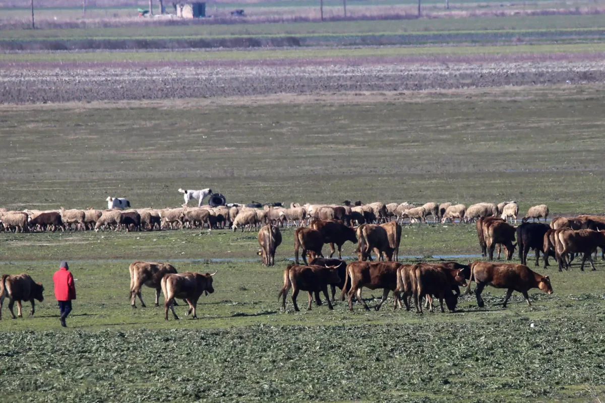 Υπεγράφη η απόφαση για τη διατήρηση απειλούμενων αυτόχθονων φυλών αγροτικώνζώων