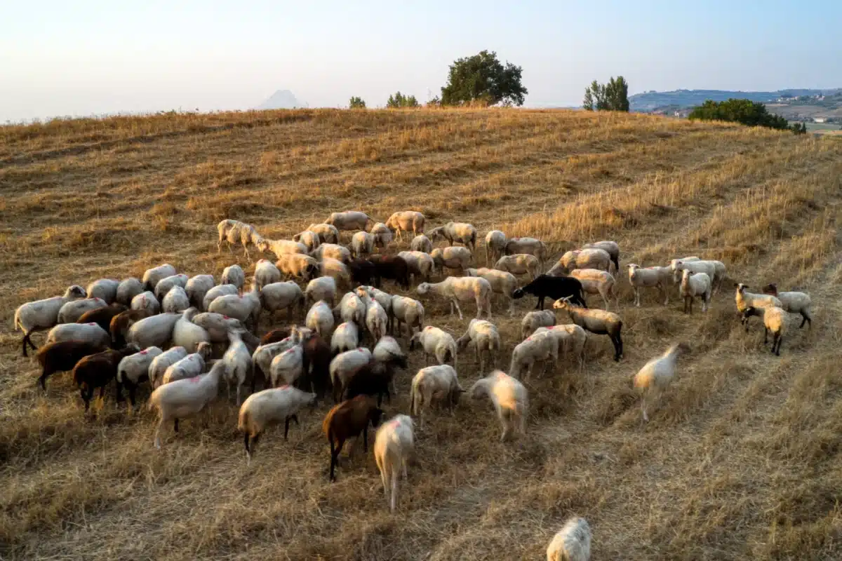 Κλείνει ο κύκλος της πανώλης στα μικρά μηρυκαστικά