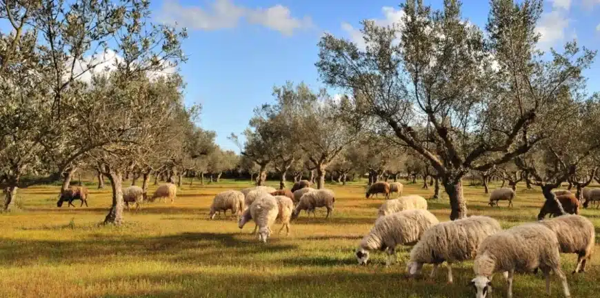 ΟΠΕΚΕΠΕ: Στο μικροσκόπιο οικογένεια κτηνοτρόφων από τα Τρίκαλα για επιδοτήσεις σχεδόν 1 εκατ. ευρώ