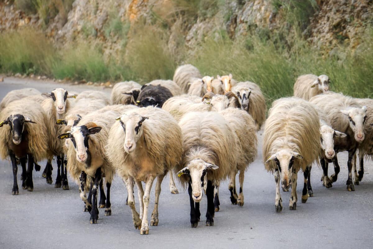 Απεργιακές Κινητοποιήσεις Κτηνιάτρων Δημοσίων Υπαλλήλων
