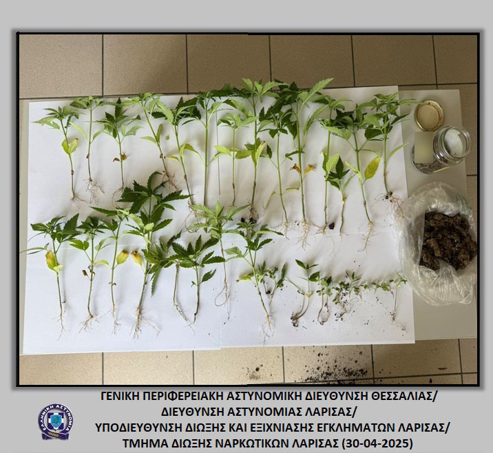 Σύλληψη δύο ατόμων στον Δήμο Κιλελέρ για καλλιέργεια και κατοχή κάνναβης