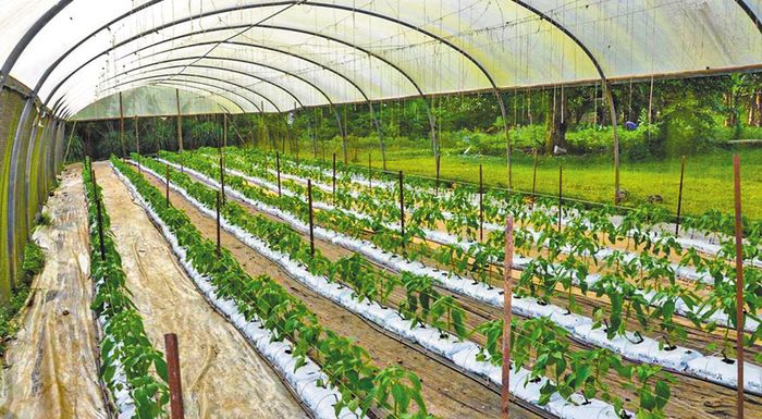 Θερμοκήπια με επιδότηση έως 70% και στα Τρίκαλα – Ξεκινούν οι αιτήσεις 23 Ιουνίου