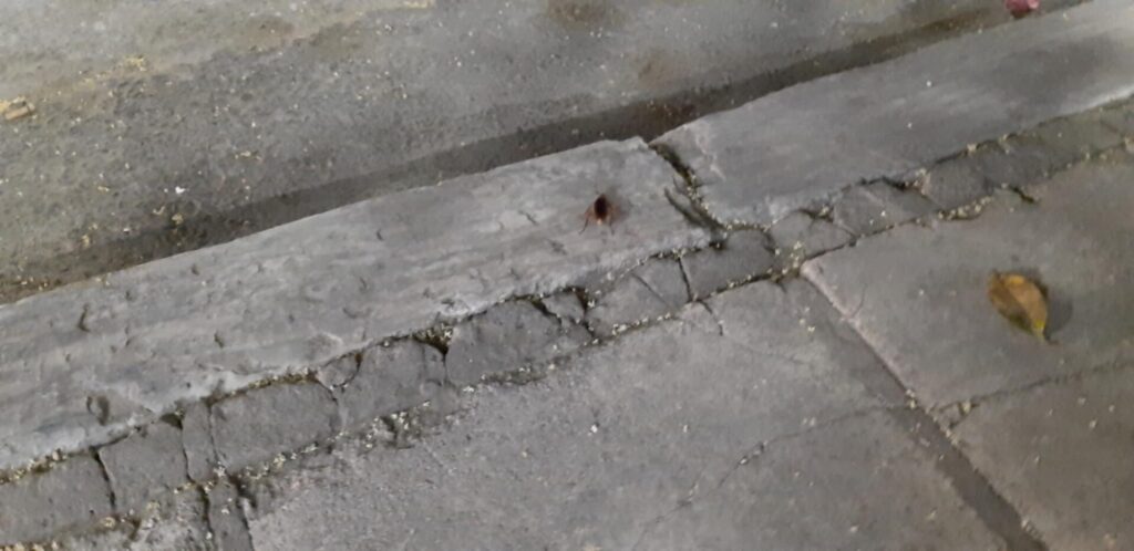 Εισβολή κατσαρίδων στον Βόλο: Ο εφιάλτης «περπατάει» στους δρόμους