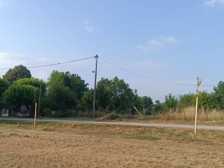 Κατεστραμμένα δέντρα από βανδαλισμό στον χώρο δενδροφύτευσης "Νεροφτυλιά" στο Δεντροχώρι Τρικάλων