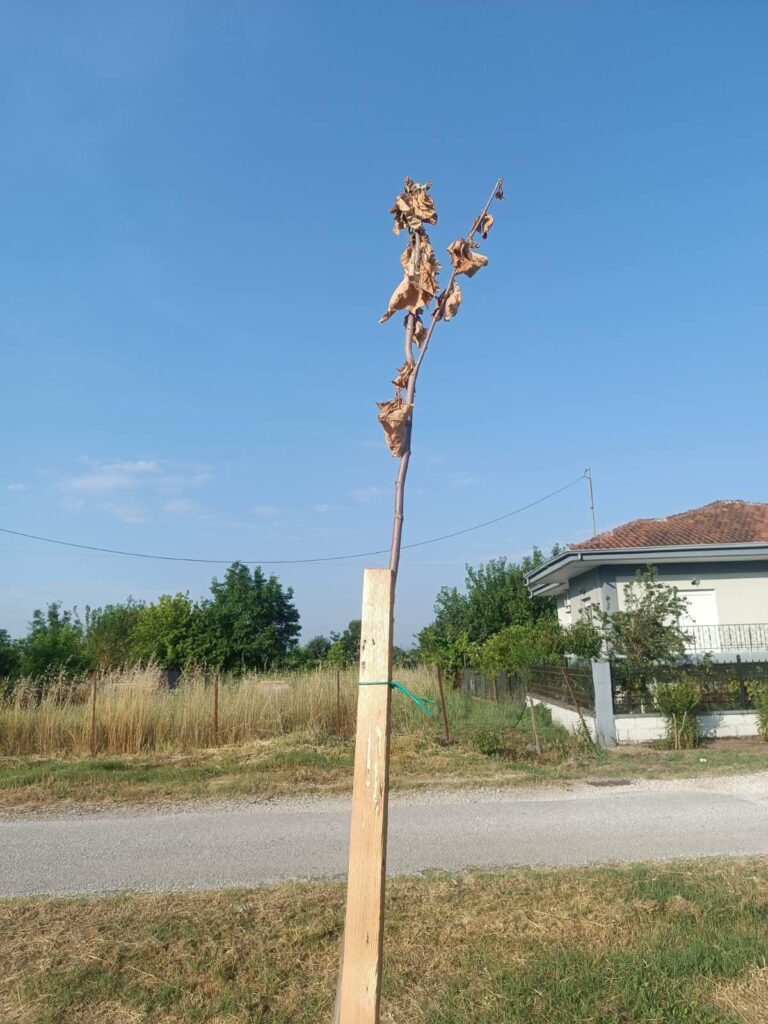 Κατεστραμμένα δέντρα από βανδαλισμό στον χώρο δενδροφύτευσης "Νεροφτυλιά" στο Δεντροχώρι Τρικάλων