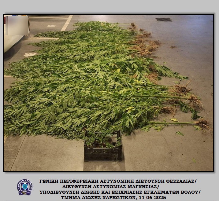 Σύλληψη άνδρα στον Βόλο για καλλιέργεια κάνναβης – Κατασχέθηκαν 88 δενδρύλλια