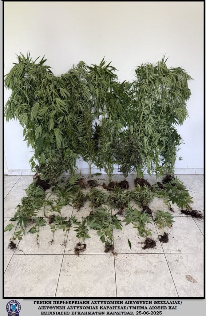 Καρδίτσα: Συνελήφθη άνδρας με 25 δενδρύλλια κάνναβης σε οικία και θερμοκήπιο