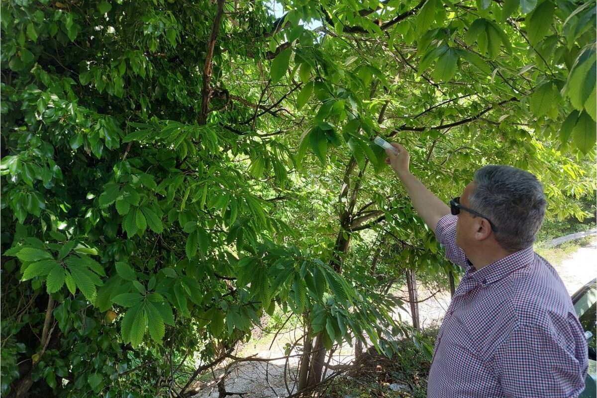 Περιφέρεια Θεσσαλίας: Εξαπόλυση Torymus sinensis για τη σφήκα της καστανιάς